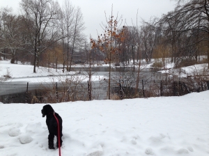 Dog in the snow in Central Park